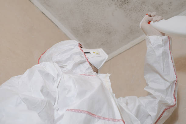 Best Same-Day Mold Removal  in Albany, LA