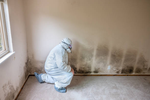 Best Office Mold Removal Services  in Albany, LA