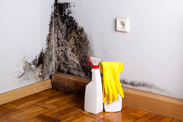 Best Residential Mold Removal  in Albany, LA