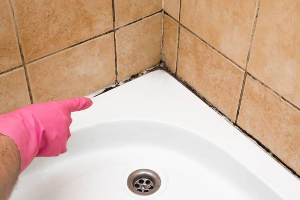 Best Local Mold Removal Service  in Albany, LA